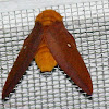 Northern Pink-striped Oakworm moth