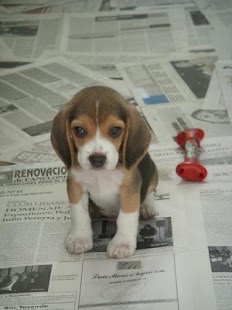 How to install Beagle Puzzle Game lastet apk for laptop