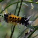 Spotted Tussock Moth caterpillar