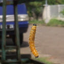 Painted jezebel caterpillar