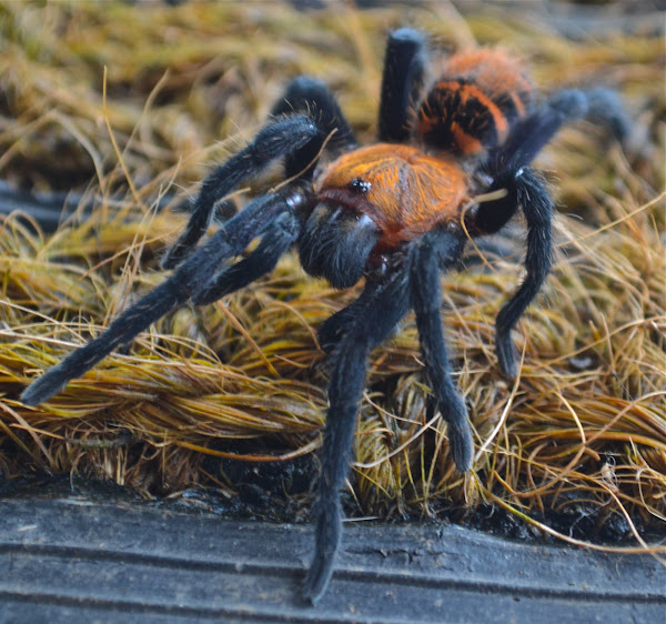 Costa Rican Tiger Rump Tarantula | Project Noah