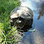 Snapping Turtle