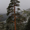 Scots Pine, pino silvestre