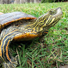Southern painted turtle