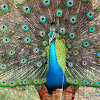 Indian Peafowl