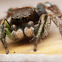 Jumping Spider (Male)