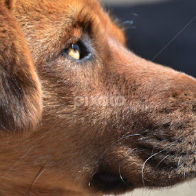 DEEP VISION by Swapno Hin - Animals Other Mammals