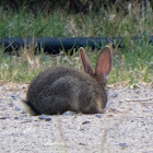 European Rabbit