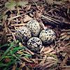 Killdeer Nest