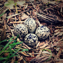 Killdeer Nest