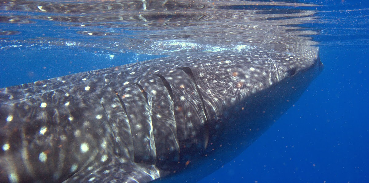 Tiburón ballena, Whale shark