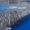 Tiburón ballena, Whale shark