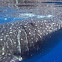 Tiburón ballena, Whale shark