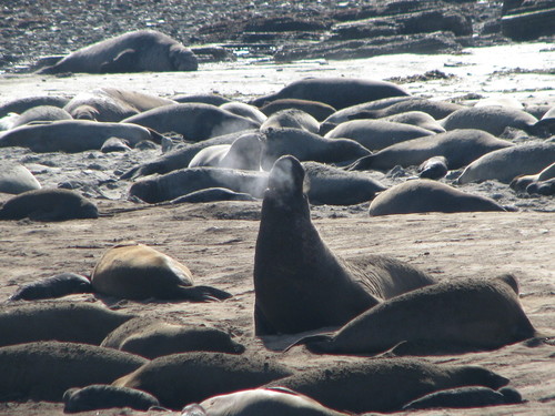 northern elephant seal