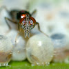 Egg Parasitoid Wasp