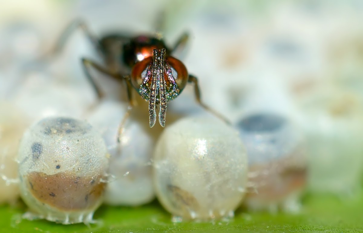 Egg Parasitoid Wasp Project Noah
