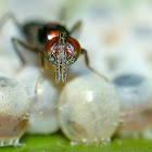 Egg Parasitoid Wasp