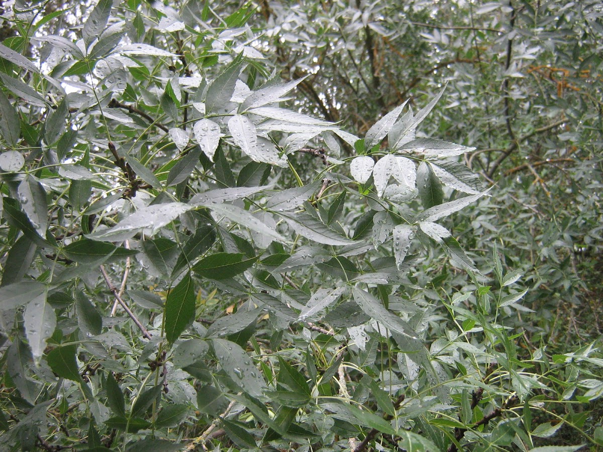 Fresno de hoja estrecha - Narrow leafed ash