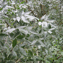Fresno de hoja estrecha - Narrow leafed ash