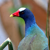 American Purple Gallinule