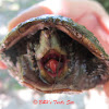 Common Musk Turtle/Stinkpot