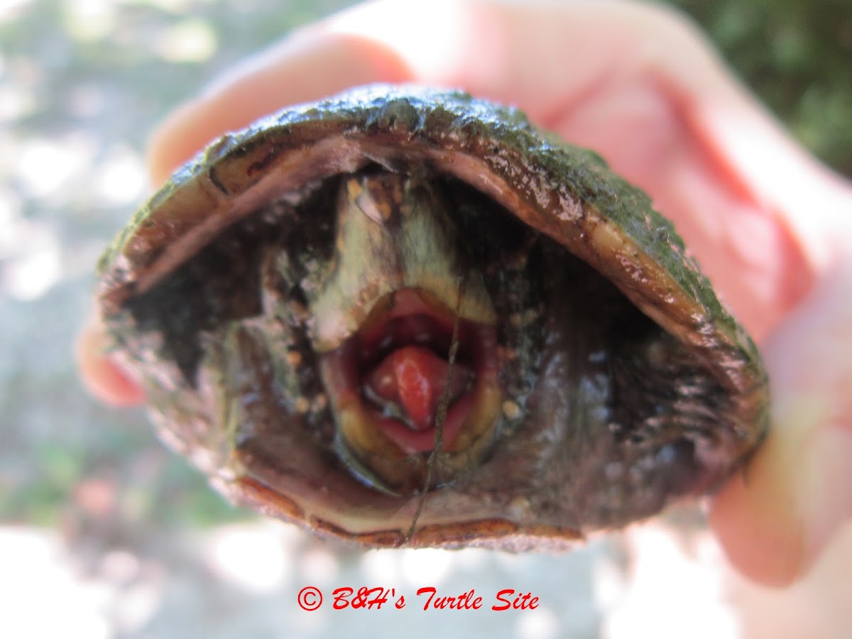 Common Musk Turtle/Stinkpot