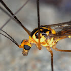 Cranefly