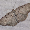 Four-barred Gray