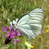 Black-veined White Butterfly / Glogov bijelac