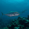 Trevally sp.