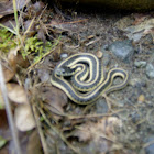 Oregon Garter Snake