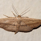Geometridae Moth