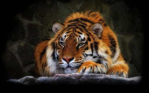 Tiger Wallpapers