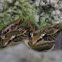 Dry forest leopard frog
