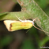 Cupreous Bollworm