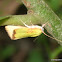 Cupreous Bollworm