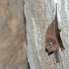 murcielago - sheath-tailed bat