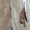 murcielago - sheath-tailed bat