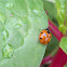 seven spotted lady beetle