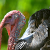 Domesticated Turkey (Male)