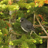 Dark-eyed Junco