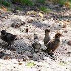 Chicken Juveniles (with Domesticated turkey as mother)