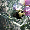 yellow-faced bumblebee