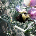 yellow-faced bumblebee