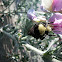 yellow-faced bumblebee