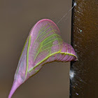 Cloudless Sulphur, Chrysalis and Butterfly