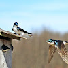 Tree Swallow