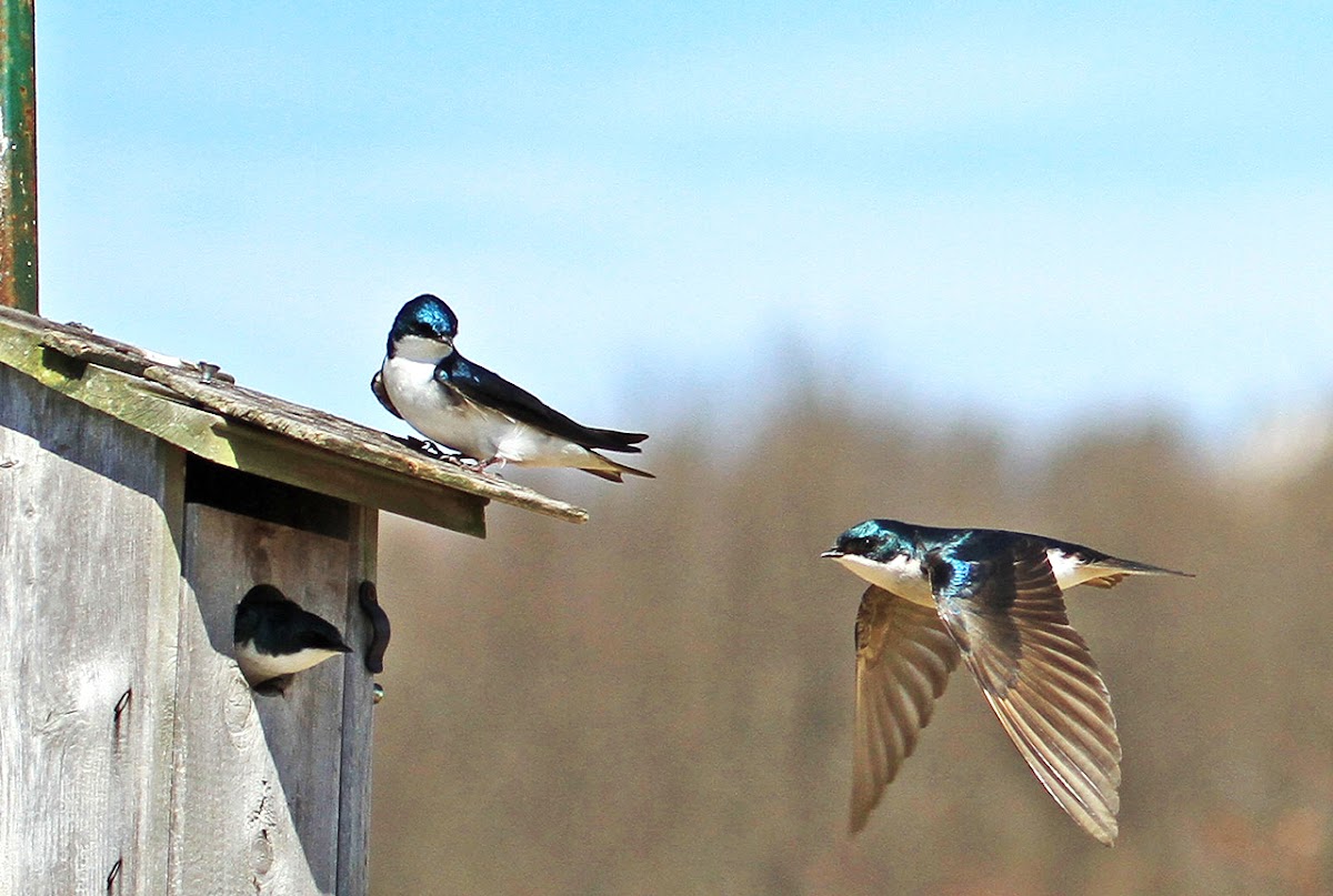 Tree Swallow