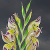 Scully's Gladiole
