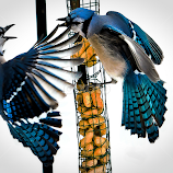 Squabble by Stan Lupo -  